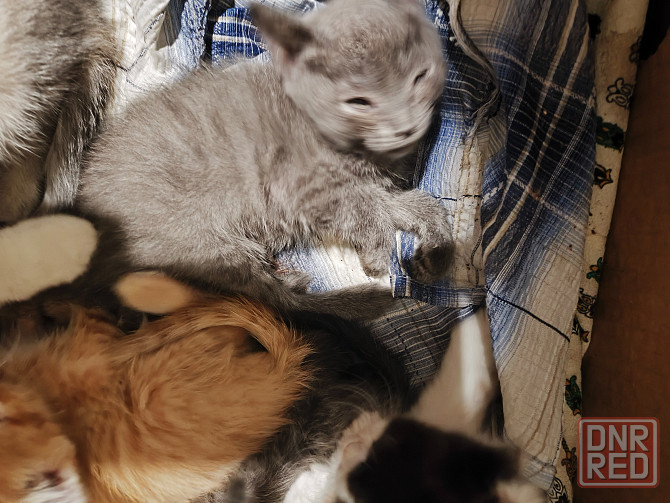 Котята в хорошие руки Донецк - изображение 3