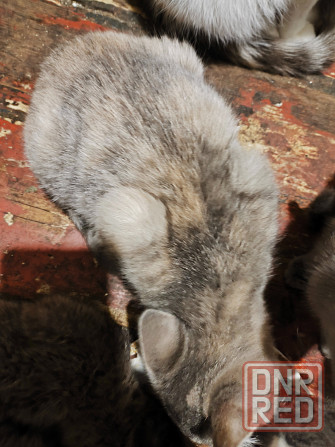 Котята в хорошие руки Донецк - изображение 8