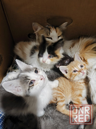 Котята в хорошие руки Донецк - изображение 1
