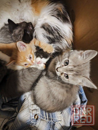 Котята в хорошие руки Донецк - изображение 6