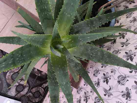 Алоя лечебный Донецк