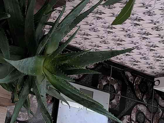 Алоя лечебный Донецк