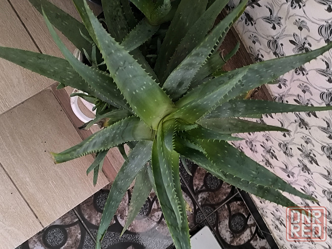 Алоя лечебный Донецк - изображение 3