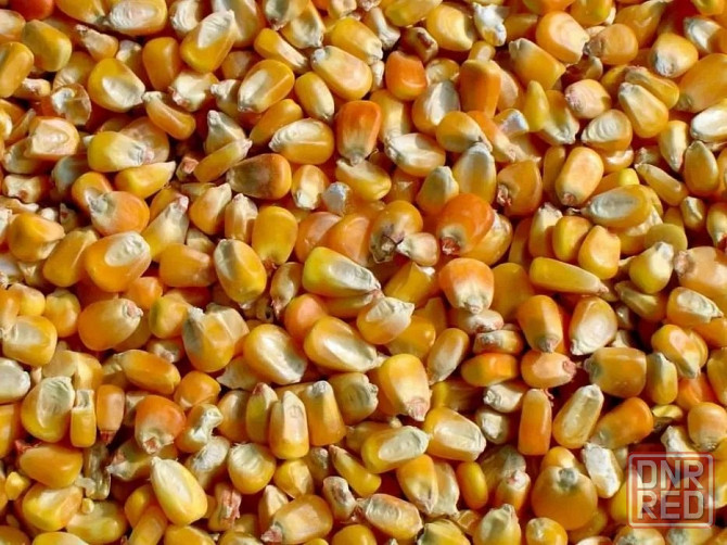 Кукуруза Волноваха - изображение 1