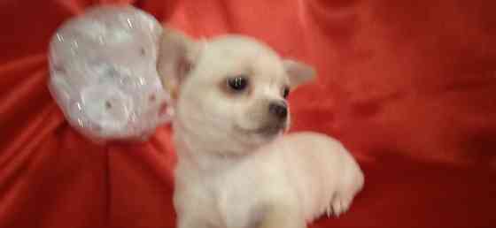 Мини девчуля Донецк