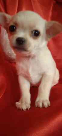 Мини девчуля Донецк