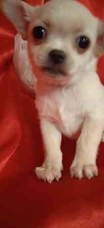 Мини девчуля Донецк