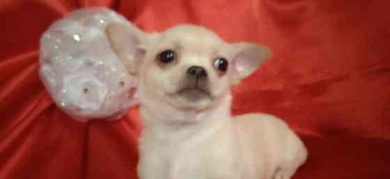 Мини девчуля Донецк