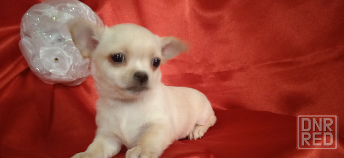 Мини девчуля Донецк - изображение 7