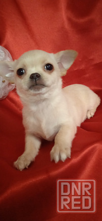 Мини девчуля Донецк - изображение 3