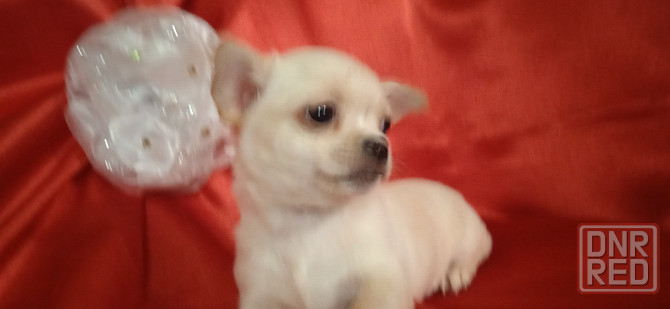 Мини девчуля Донецк - изображение 6