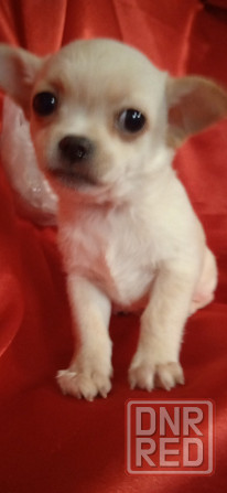 Мини девчуля Донецк - изображение 2