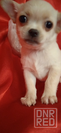 Мини девчуля Донецк - изображение 1