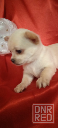 Мини девчуля Донецк - изображение 8