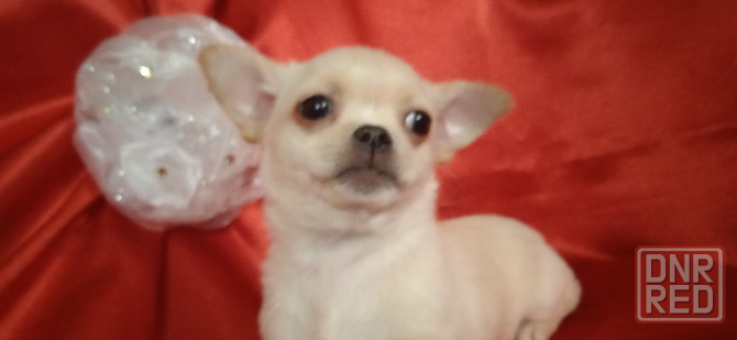 Мини девчуля Донецк - изображение 5