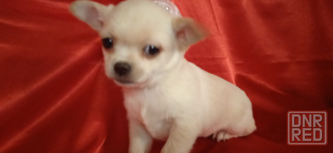 Мини девчуля Донецк - изображение 4