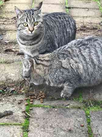 Отдам в добрые руки Донецк