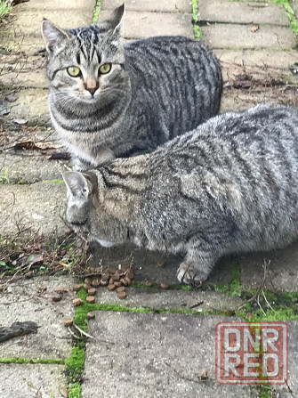 Отдам в добрые руки Донецк - изображение 1