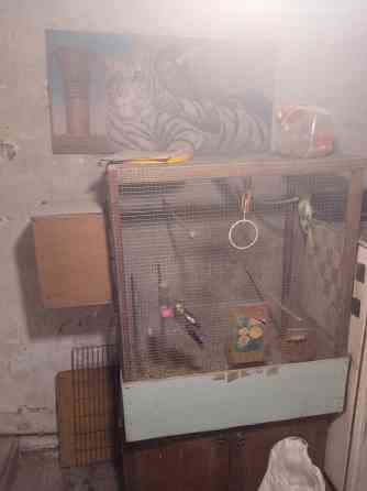 Попугаи Донецк