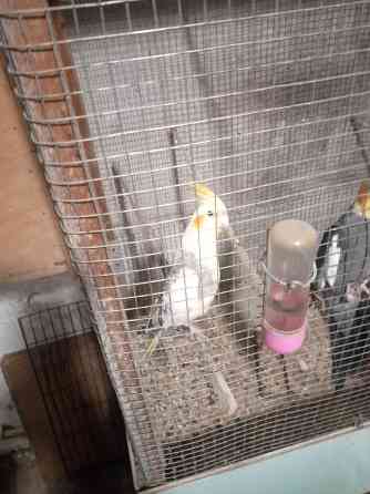 Попугаи Донецк