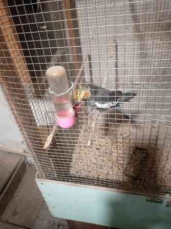 Попугаи Донецк