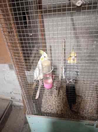 Попугаи Донецк