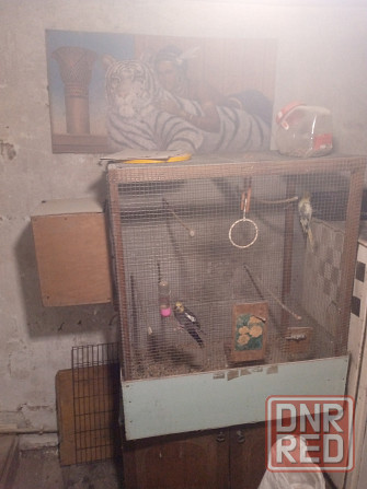 Попугаи Донецк - изображение 4