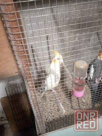 Попугаи Донецк - изображение 1