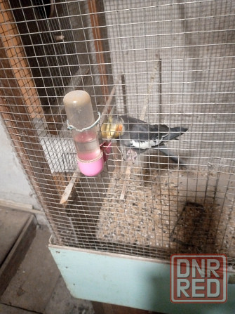 Попугаи Донецк - изображение 3