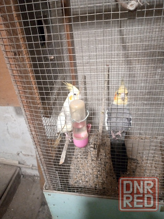 Попугаи Донецк - изображение 2