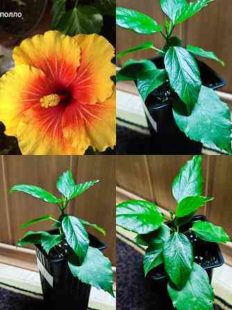 Гибискус (комнатный) Донецк