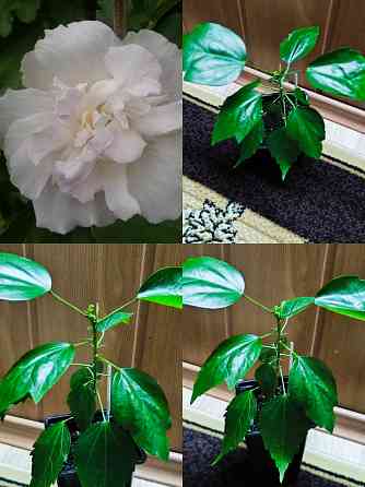 Гибискус (комнатный) Донецк