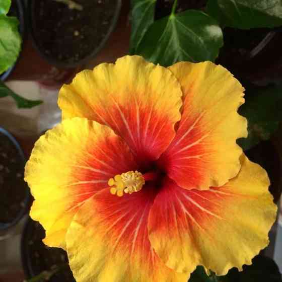 Гибискус (комнатный) Донецк