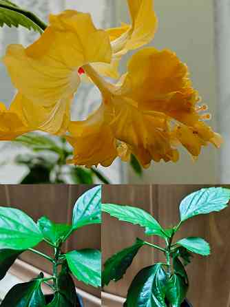 Гибискус (комнатный) Донецк