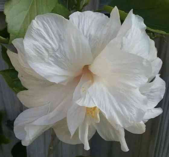 Гибискус (комнатный) Донецк