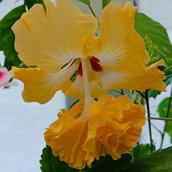 Гибискус (комнатный) Донецк