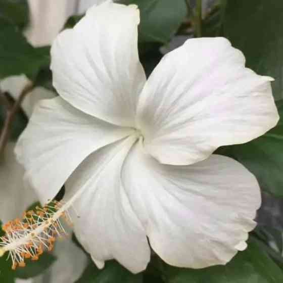 Гибискус (комнатный) Донецк