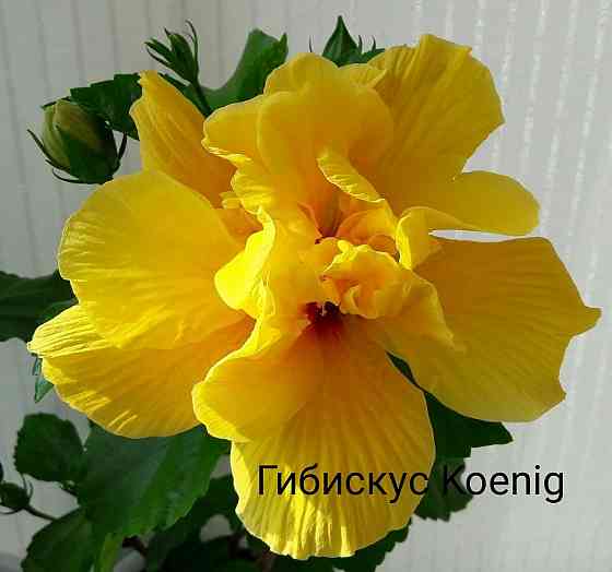 Гибискус (комнатный) Донецк