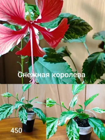 Гибискус (комнатная роза) Донецк