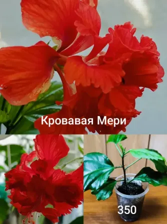 Гибискус (комнатная роза) Донецк