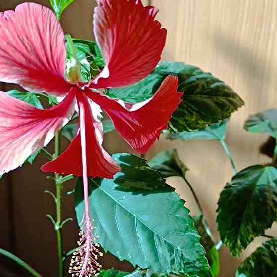 Гибискус (комнатный) Донецк