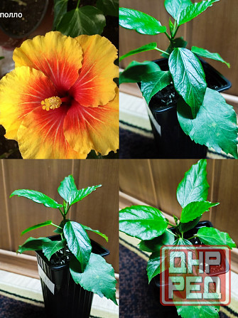 Гибискус (комнатный) Донецк - изображение 1