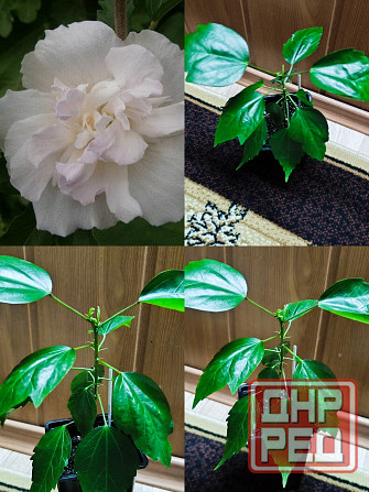 Гибискус (комнатный) Донецк - изображение 2