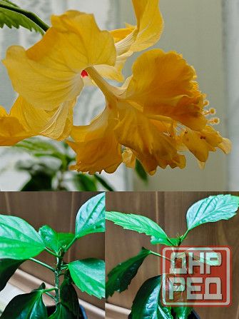 Гибискус (комнатный) Донецк - изображение 3