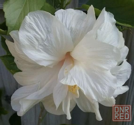 Гибискус (комнатный) Донецк - изображение 2