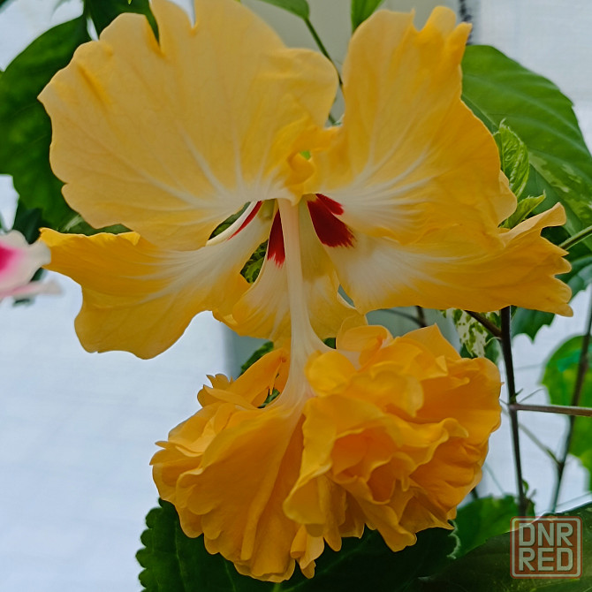 Гибискус (комнатный) Донецк - изображение 6