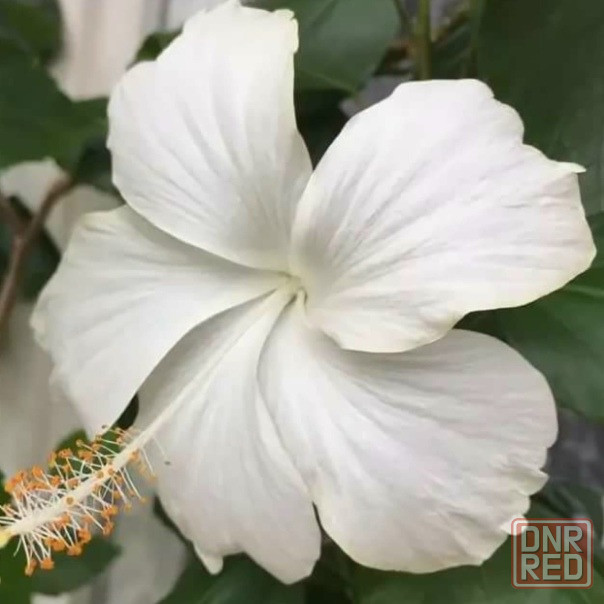 Гибискус (комнатный) Донецк - изображение 5