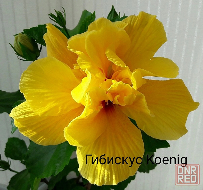 Гибискус (комнатный) Донецк - изображение 4