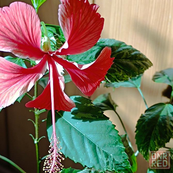 Гибискус (комнатный) Донецк - изображение 3