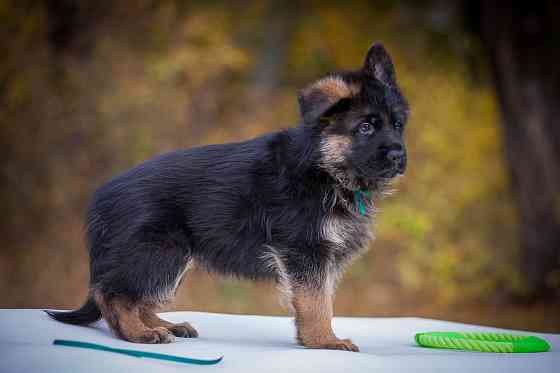 Прекрасный кобель немецкой овчарки! Донецк